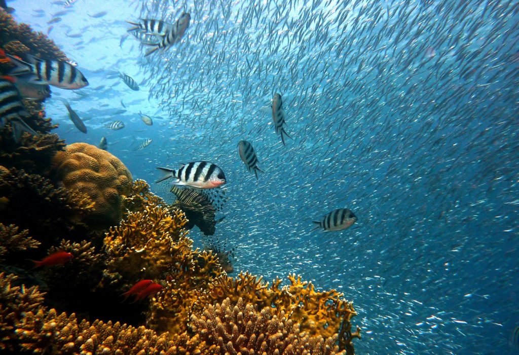 Fish in dubai